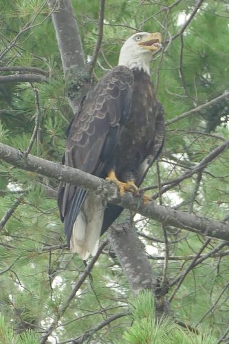 Bald Eagle In Tree
