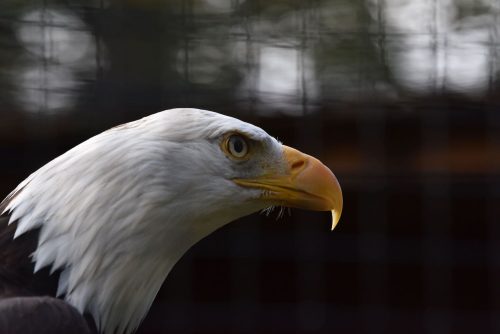 American bald eagle