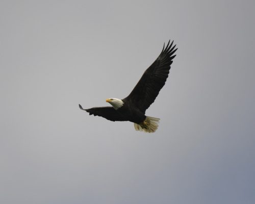 American bald eagle in flight