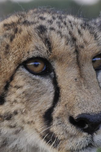 detail of a cheetah head
