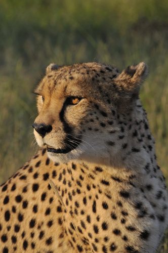 a cheetah in the wild