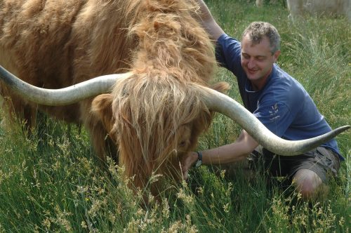 Hamish with Highland cow in field