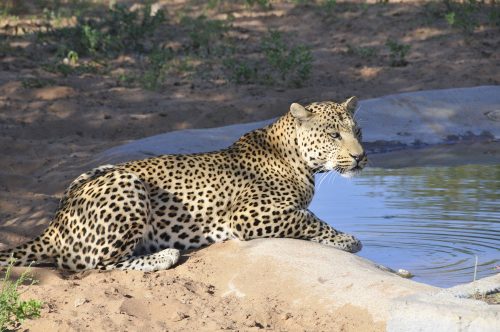 leopard near watering hole