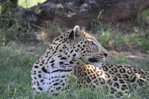 Leopard lying down in the wild