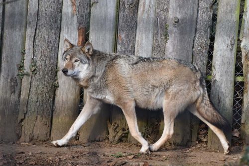 wolf