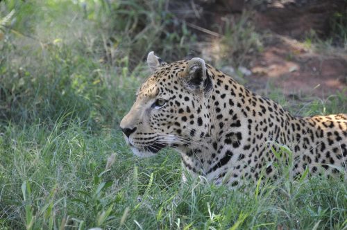 wild leopard in Africa