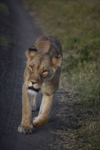lioness in Kenya