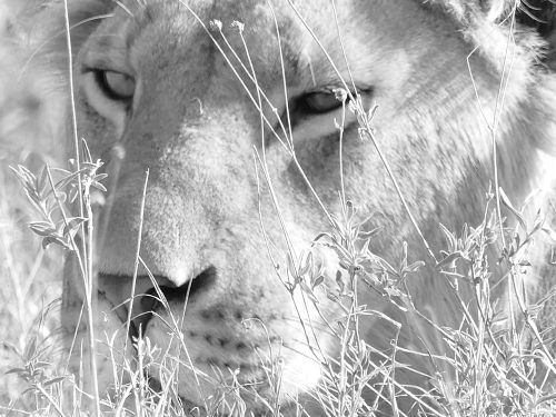 Lioness head outdoors