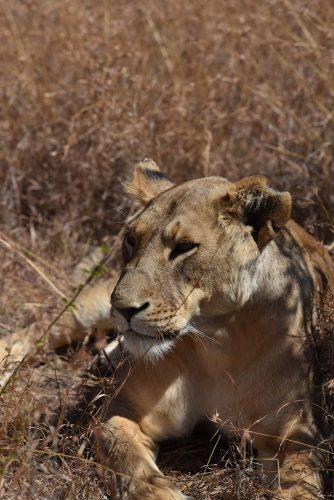Lioness in wild