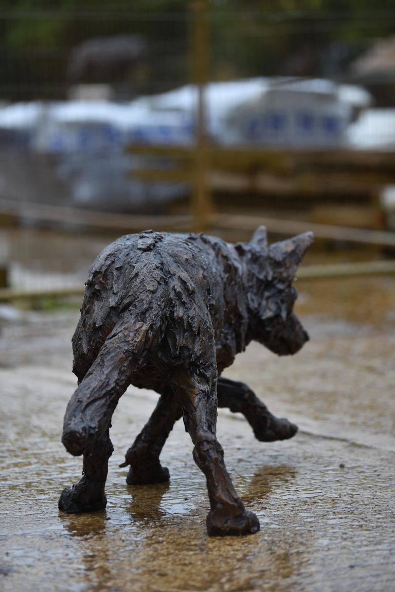 Prowling wolf in bronze