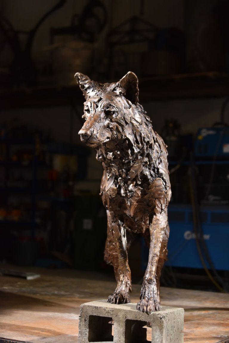 Bronze wolf female staring