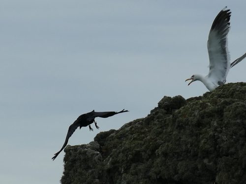 Chough on cliff