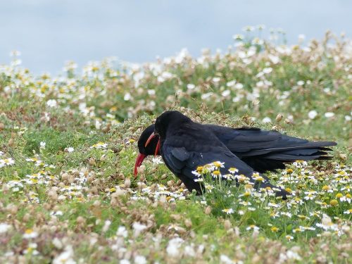 pair of Chough on coastal grassland