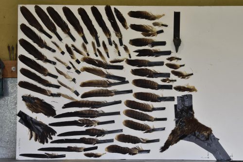 bald eagle feathers