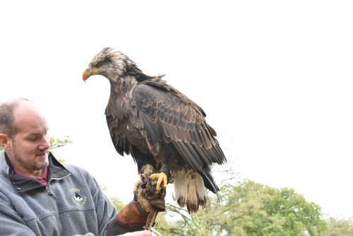 bald eagle at Cotswolds falconry centre