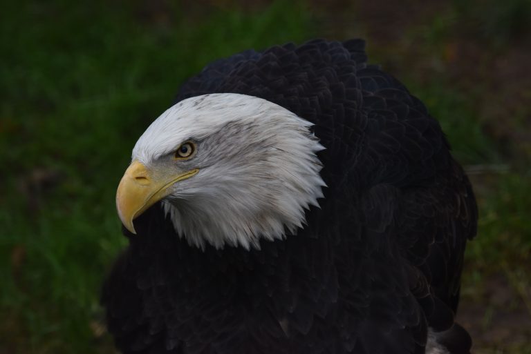 bald eagle close up