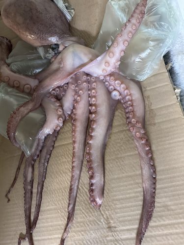 a dead octopus showing tentacles
