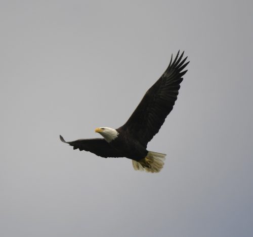 bald eagle in flight