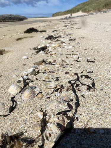 tideline on beach with shells