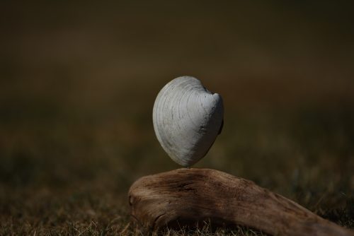found Quahog Clam shell