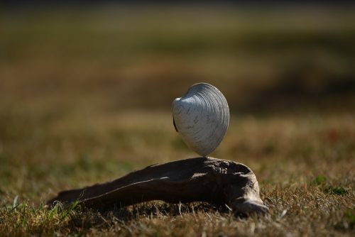 natural Quahog Clam shell