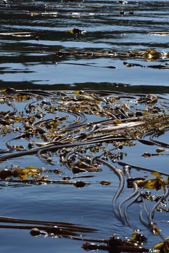 seaweed off coast of Maine
