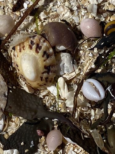 shells on beach