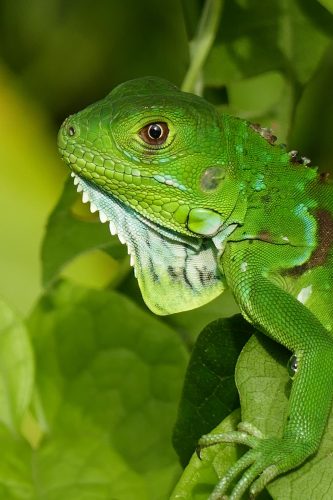 Jesus lizard in wild