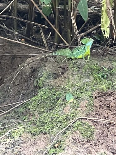 Jesus lizard in Costa Rica