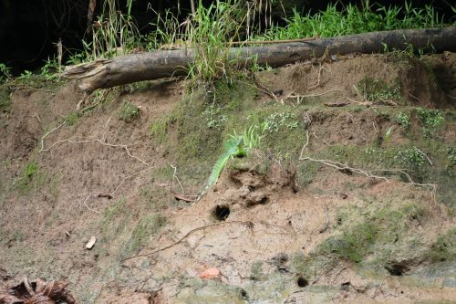 Jesus Lizard on earth