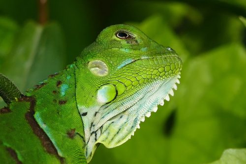 Jesus lizard