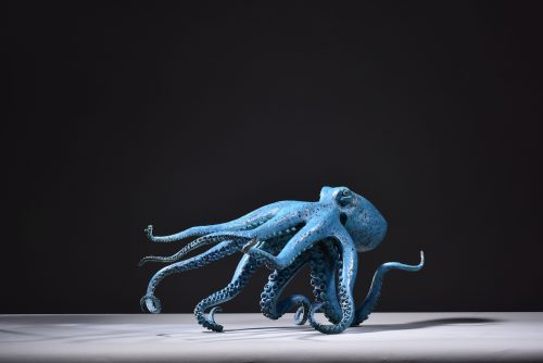 Mackie's octopus