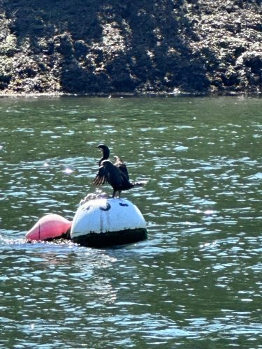 cormorant on buoy