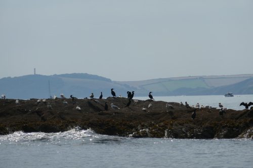 cormorants on shoreline