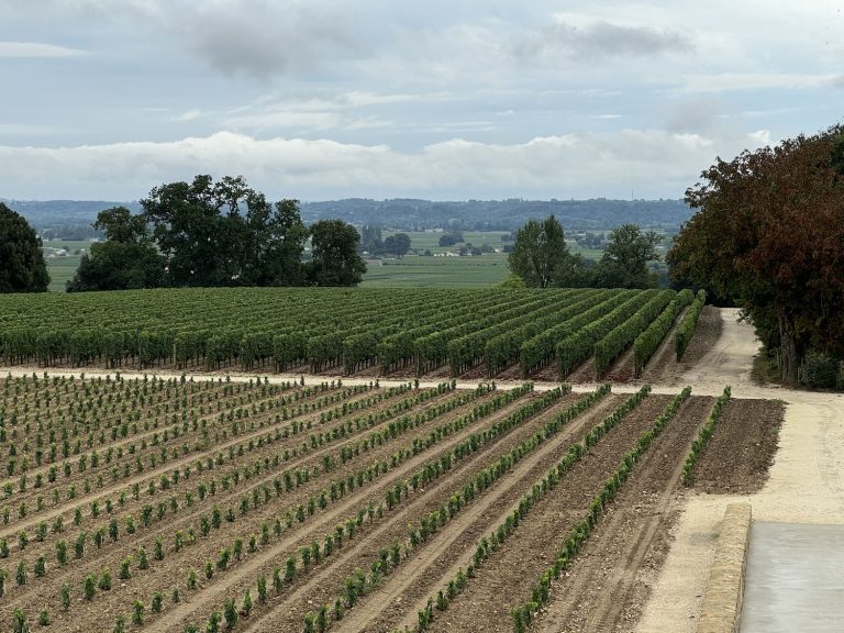 vineyards in Bordeaux