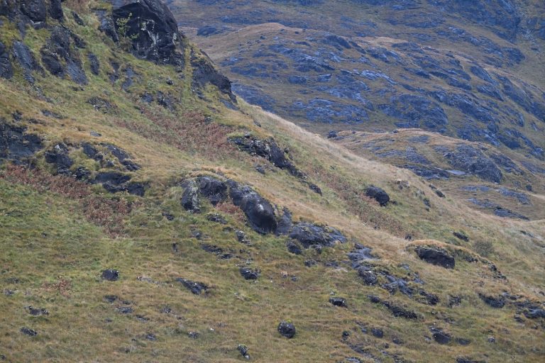Side of hill on Mull