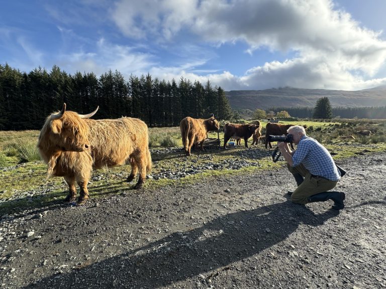 Hamish photographing highland cattle