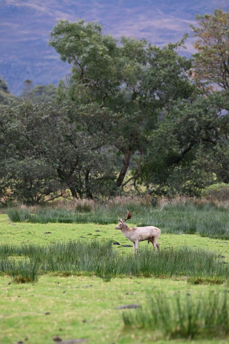 red deer on Mull