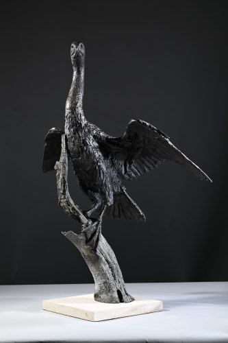 Macki'es bronze cormorant