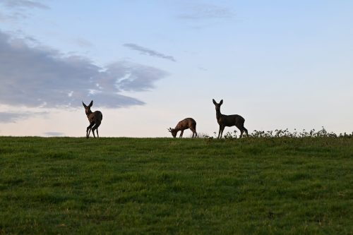 Mackie's 3 Roe deer placed on grassy hill