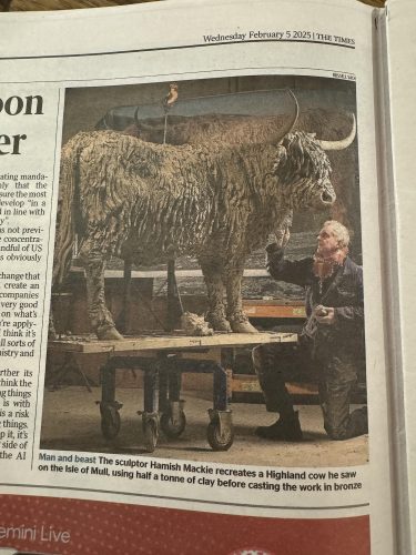 Photo of Mackie making highland cow