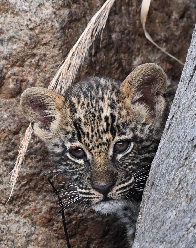 Leopard cub with tick over eye