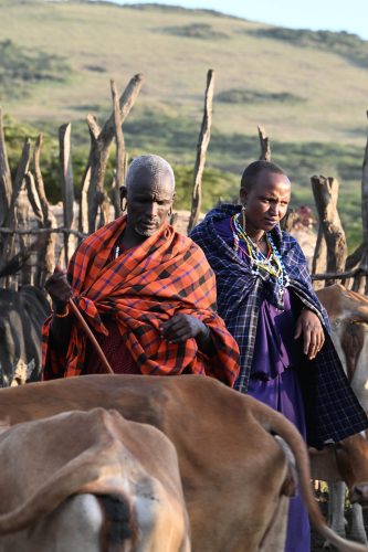 Maasai cattle