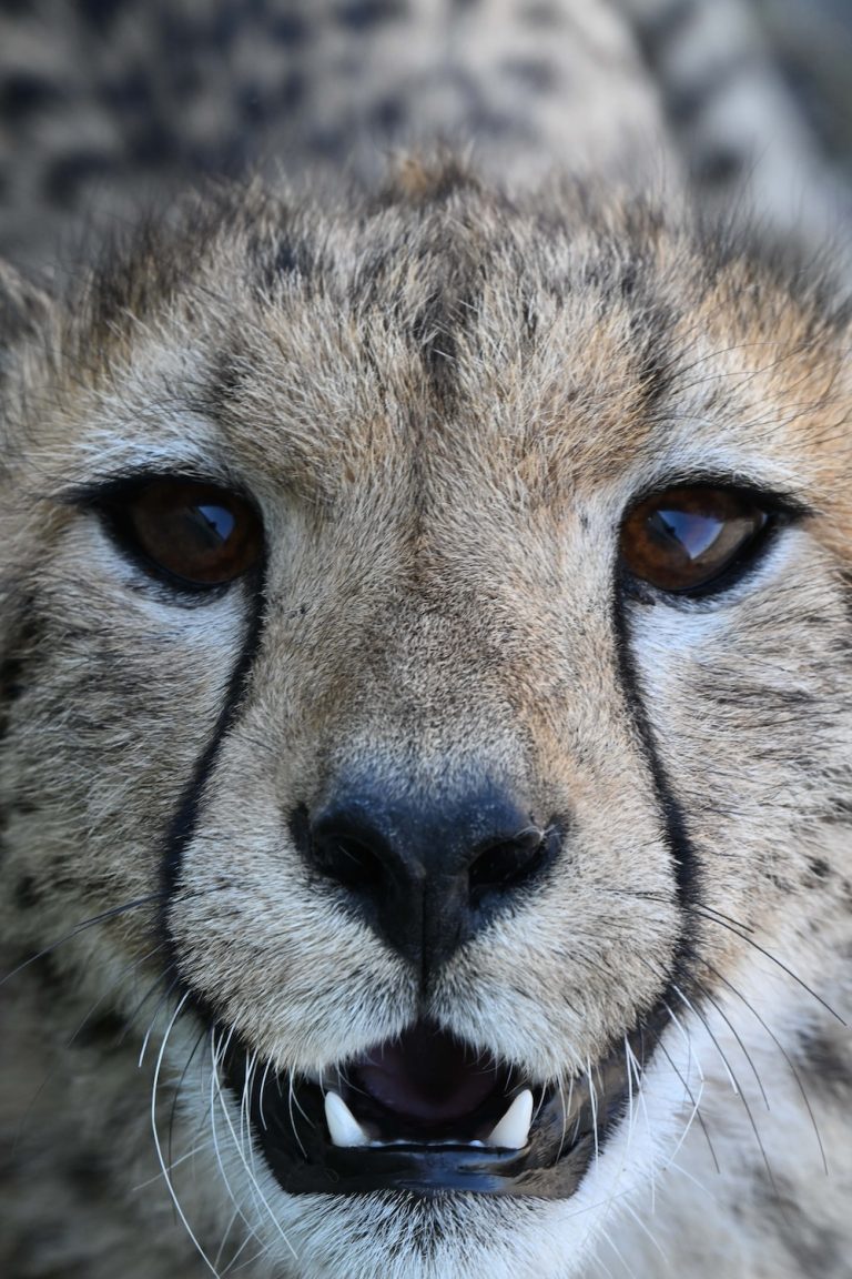 cheetah in Tanzania