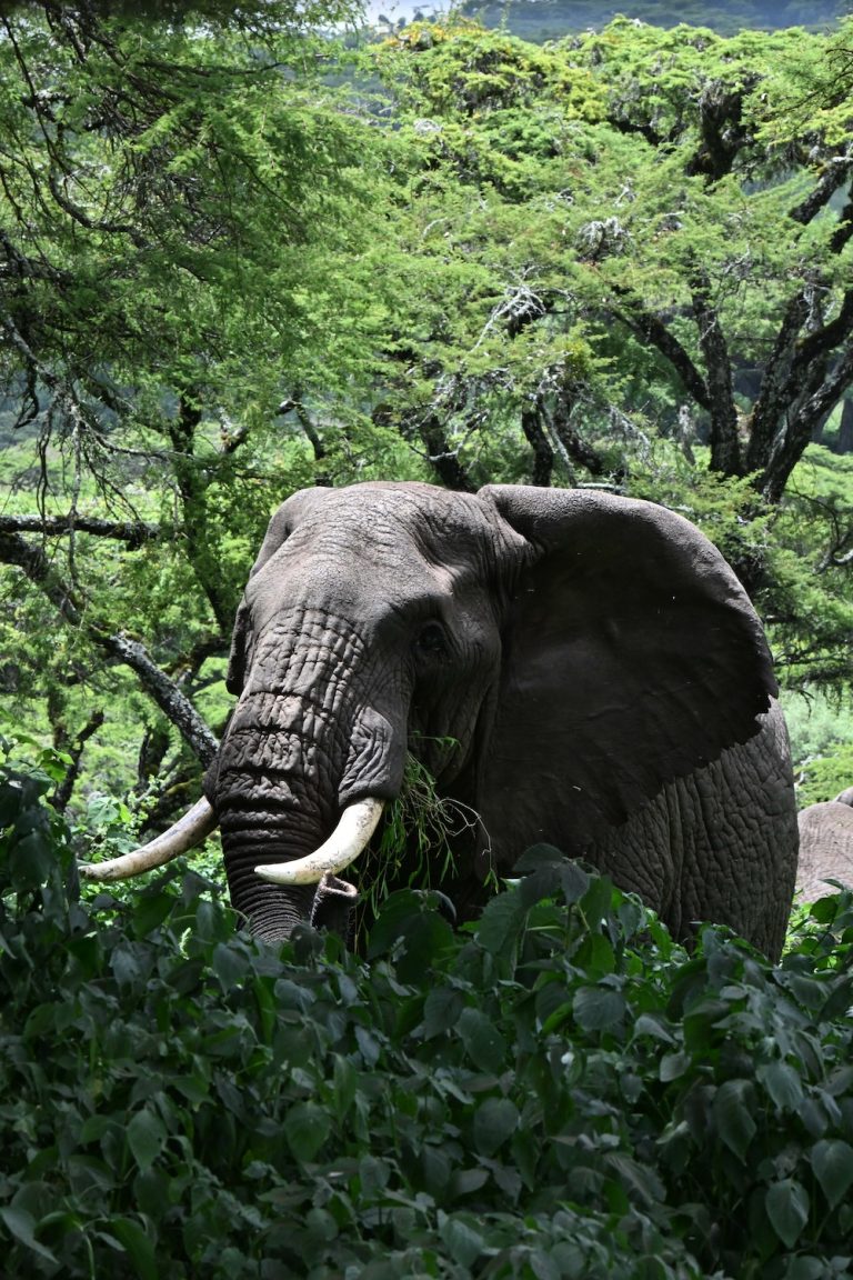 elephant in Tanzania
