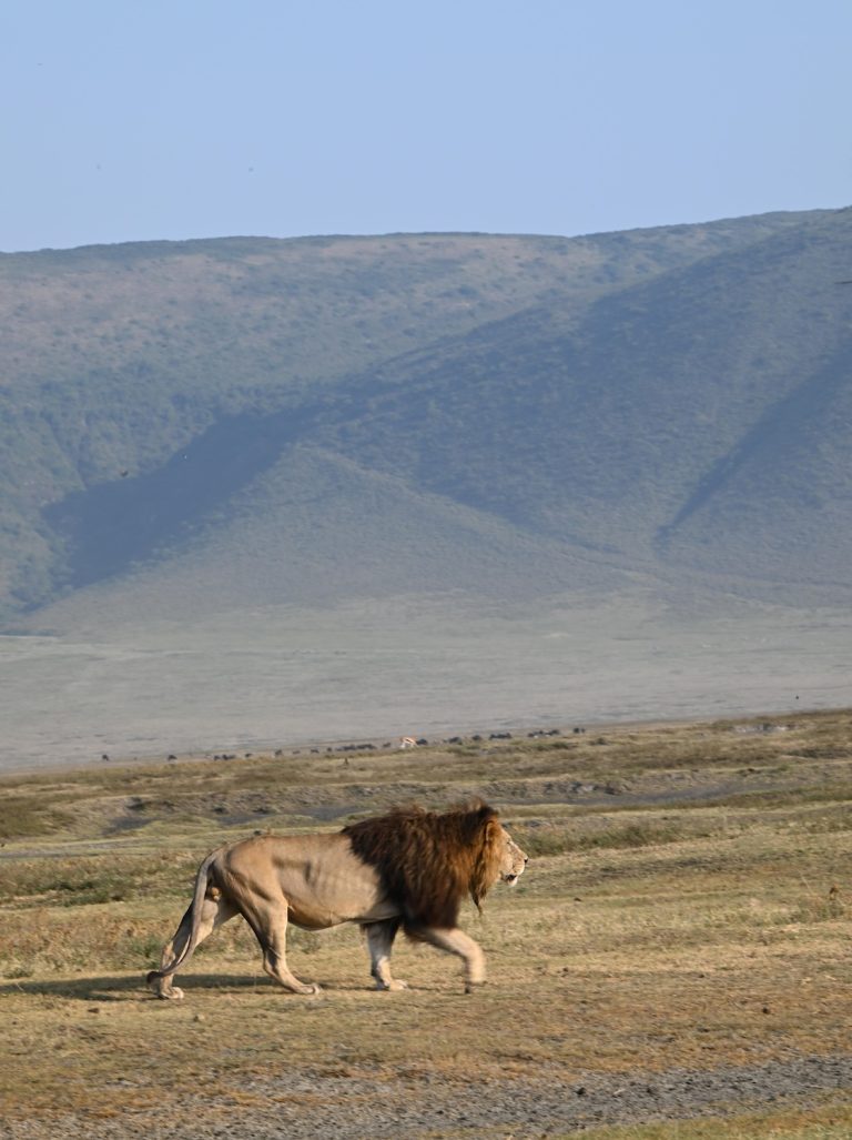 Lion at Ngorongoro Crater