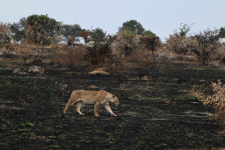 Lioness walking on burnt earth
