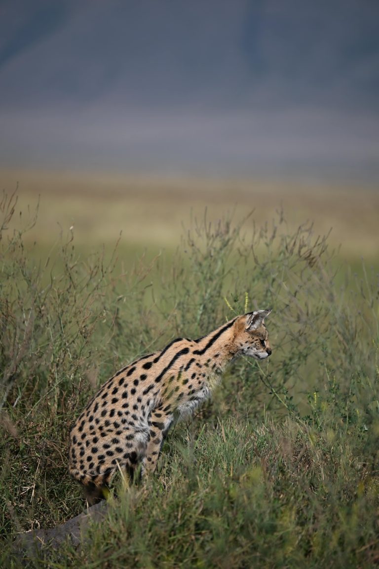 Serval cat in Tanzania