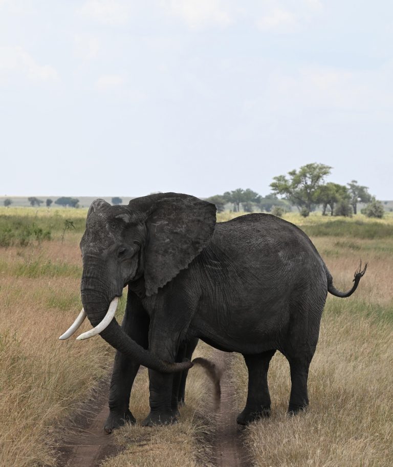 Elephant flicking dust in Tanzania