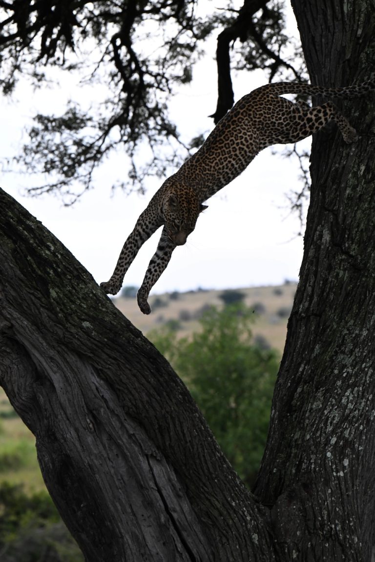 Leopard in tree